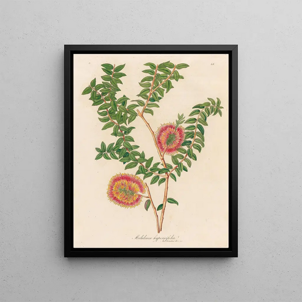 Melaleuca hypericifolia - Gaetano Savi — framed artwork on a wall