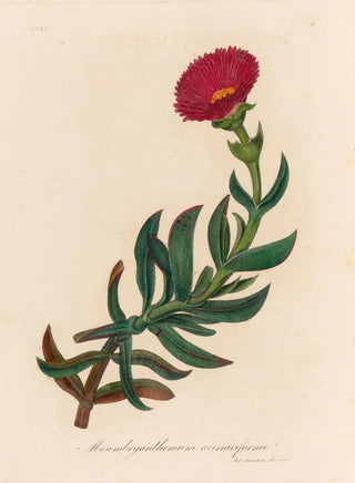 Gaetano Savi - Mesembryanthemum acinaciforme.webp