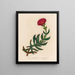 Mesembryanthemum acinaciforme - Gaetano Savi — framed artwork on a wall