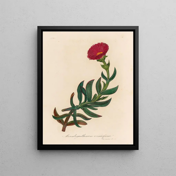 Mesembryanthemum acinaciforme - Gaetano Savi — framed artwork on a wall