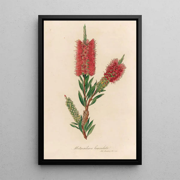 Metrosideros lanceolata - Gaetano Savi — framed artwork on a wall
