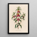Monarda punctata - Gaetano Savi — framed artwork on a wall