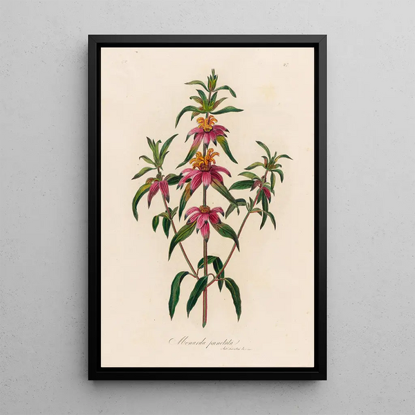 Monarda punctata - Gaetano Savi — framed artwork on a wall