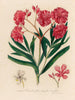 Nerium oleander in full and simple bloom - Gaetano Savi — artwork view