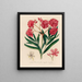 Nerium oleander in full and simple bloom - Gaetano Savi — framed artwork on a wall