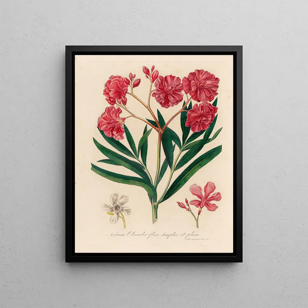 Nerium oleander in full and simple bloom - Gaetano Savi — framed artwork on a wall