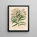 Les odeurs de Nerium var. - Gaetano Savi — framed artwork on a wall