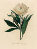 Paeonia albiflora in full bloom - Gaetano Savi — artwork view