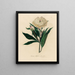 Paeonia albiflora in full bloom - Gaetano Savi — framed artwork on a wall