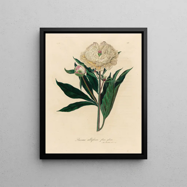 Paeonia albiflora in full bloom - Gaetano Savi — framed artwork on a wall