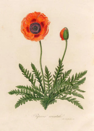 Gaetano Savi - Papaver orientale.webp