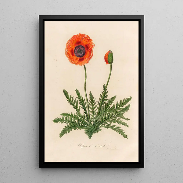 Papaver orientale - Gaetano Savi — framed artwork on a wall