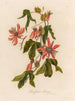 Passiflore princeps - Gaetano Savi — artwork view
