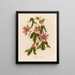 Passiflore princeps - Gaetano Savi — framed artwork on a wall