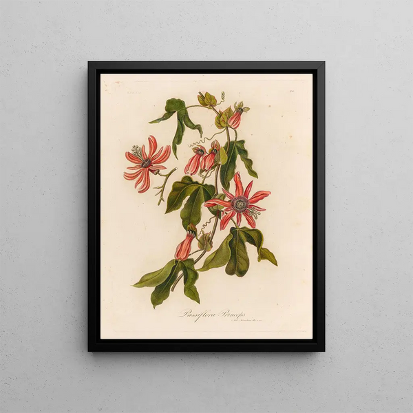 Passiflore princeps - Gaetano Savi — framed artwork on a wall