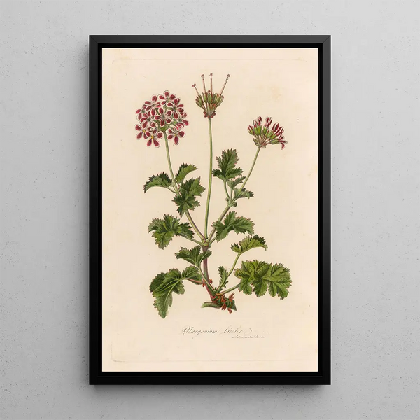 Pelargonium bicolor - Gaetano Savi — framed artwork on a wall