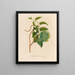 Pergularia highly fragrant - Gaetano Savi — framed artwork on a wall