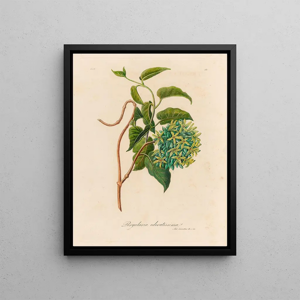 Pergularia highly fragrant - Gaetano Savi — framed artwork on a wall