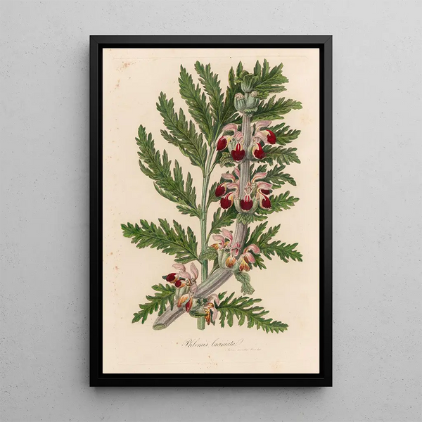 Phlomis laciniata - Gaetano Savi — framed artwork on a wall