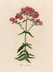 Phlox suffruticosa - Gaetano Savi — artwork view