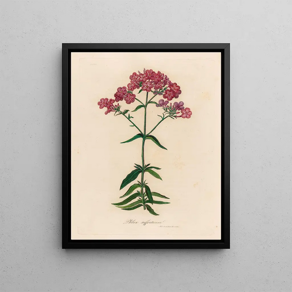 Phlox suffruticosa - Gaetano Savi — framed artwork on a wall