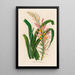 Pitcairnia lanuginosa - Gaetano Savi — framed artwork on a wall