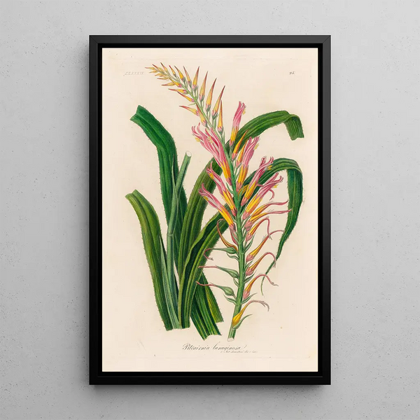 Pitcairnia lanuginosa - Gaetano Savi — framed artwork on a wall