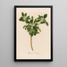 Pittosporum sinense - Gaetano Savi — framed artwork on a wall