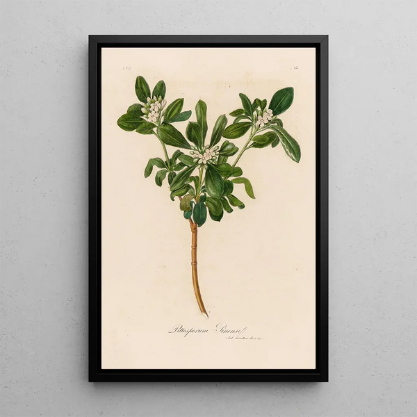 Pittosporum sinense - Gaetano Savi — framed artwork on a wall