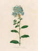 Plumbago auriculata - Gaetano Savi — artwork view