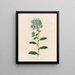 Plumbago auriculata - Gaetano Savi — framed artwork on a wall