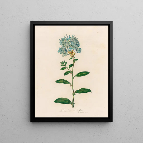Plumbago auriculata - Gaetano Savi — framed artwork on a wall