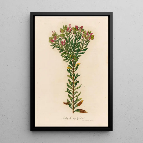 Polygala myrtifolia - Gaetano Savi — framed artwork on a wall