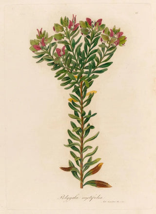 Gaetano Savi - Polygala myrtifolia.webp