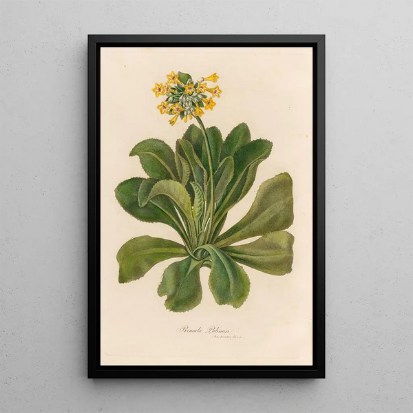 Primula palinuri - Gaetano Savi — framed artwork on a wall