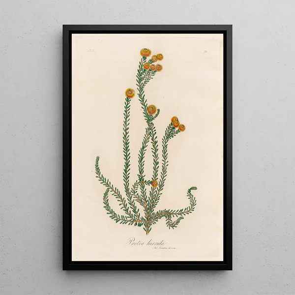 Protea hirsuta - Gaetano Savi — framed artwork on a wall