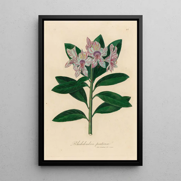 Rhododendron ponticum - Gaetano Savi — framed artwork on a wall