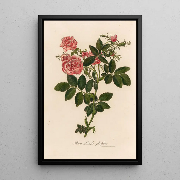 Rosa lucida fle pleno - Gaetano Savi — framed artwork on a wall