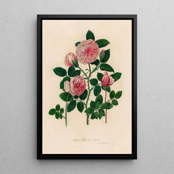 Rosa thea et variet - Gaetano Savi — framed artwork on a wall
