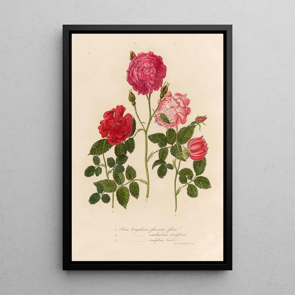 Rosa bengalensis phoenicca plena and 2 Rosa bengalensis amethystina semi-full and 3 Rosa bengalensis semi-full shiny - Gaetano Savi — framed artwork on a wall