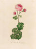 Full Bloom Pink Rosa Painting - Gaetano Savi — artwork view