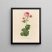 Full Bloom Pink Rosa Painting - Gaetano Savi — framed artwork on a wall