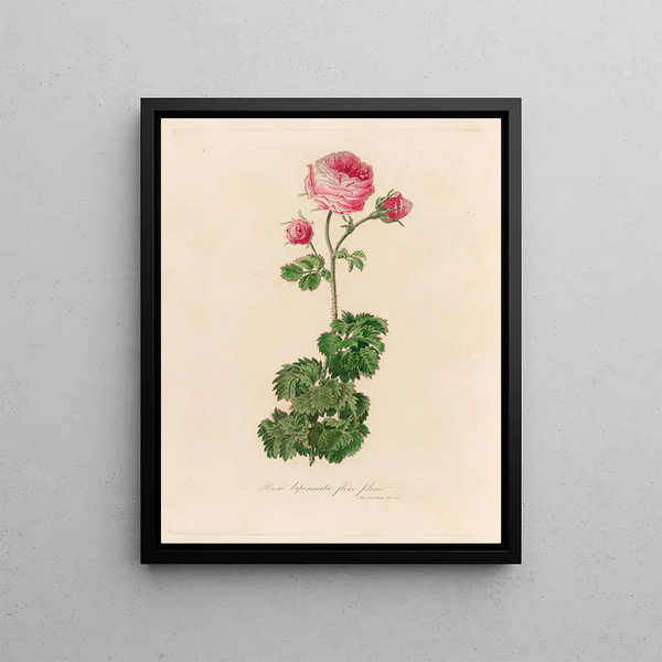 Full Bloom Pink Rosa Painting - Gaetano Savi — framed artwork on a wall
