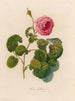 Rosa bullata - Gaetano Savi — artwork view