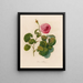 Rosa bullata - Gaetano Savi — framed artwork on a wall