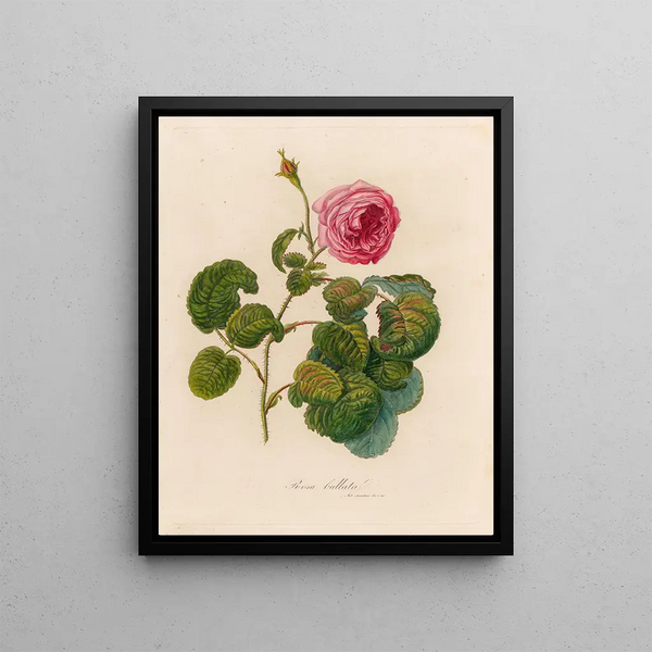 Rosa bullata - Gaetano Savi — framed artwork on a wall