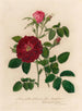 Rosa gallica holosericia flore semipleno et 2 Rosa gallica holosericia hybrida flore pleno - Gaetano Savi — artwork view