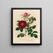 Rosa gallica holosericia flore semipleno et 2 Rosa gallica holosericia hybrida flore pleno - Gaetano Savi — framed artwork on a wall
