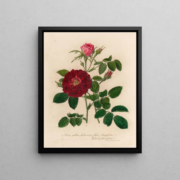 Rosa gallica holosericia flore semipleno et 2 Rosa gallica holosericia hybrida flore pleno - Gaetano Savi — framed artwork on a wall