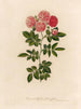 Rosa multiflora flore pleno - Gaetano Savi — artwork view
